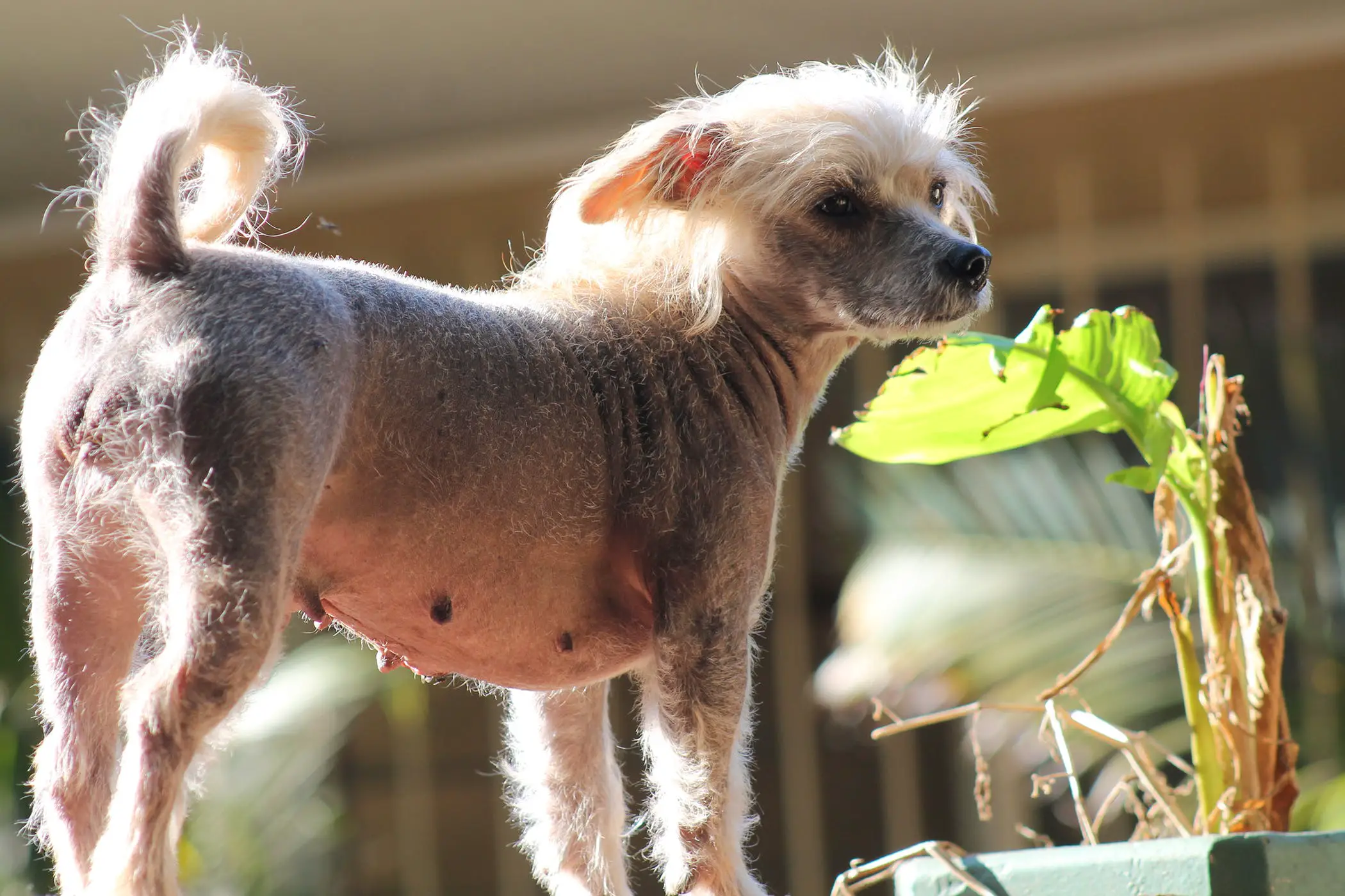 Dog Shedding Short Hair Dog Breeds, What You Ought to Know |