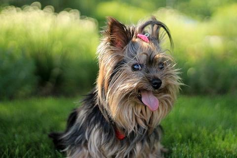 11 Super Cute Small Dog Breeds that Don't Shed |