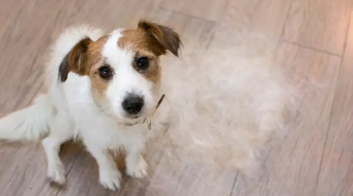 Why Dogs losing hair - Behind the Patches |