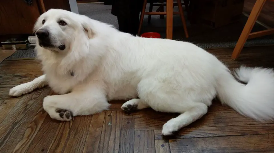 Big dogs with long hair Great Pyrenees