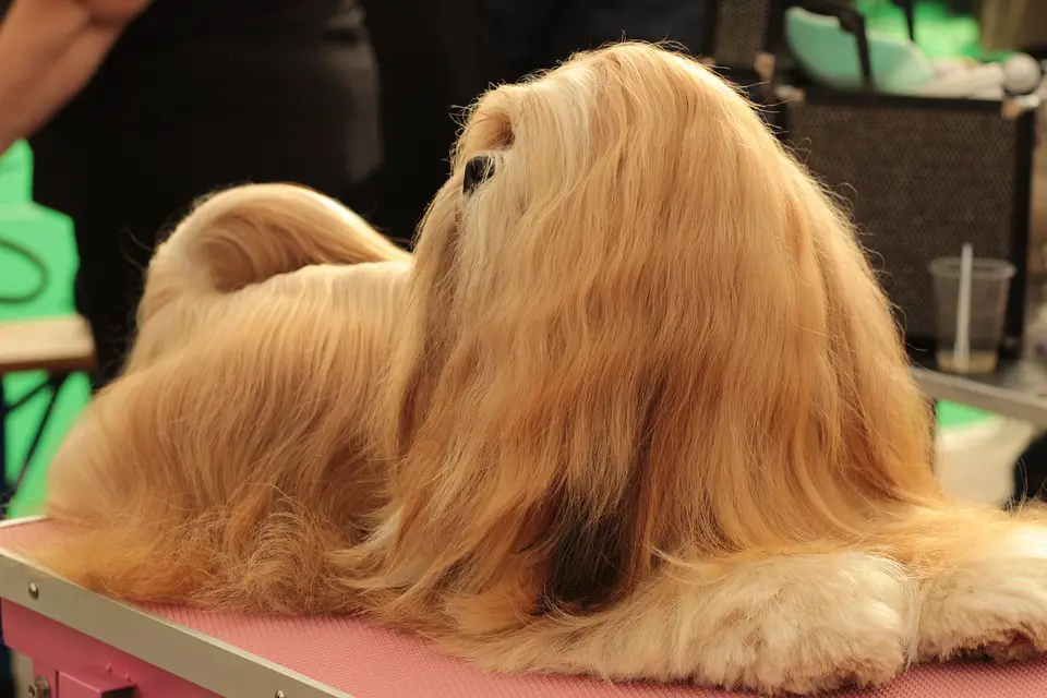 tall dogs with long silky coats