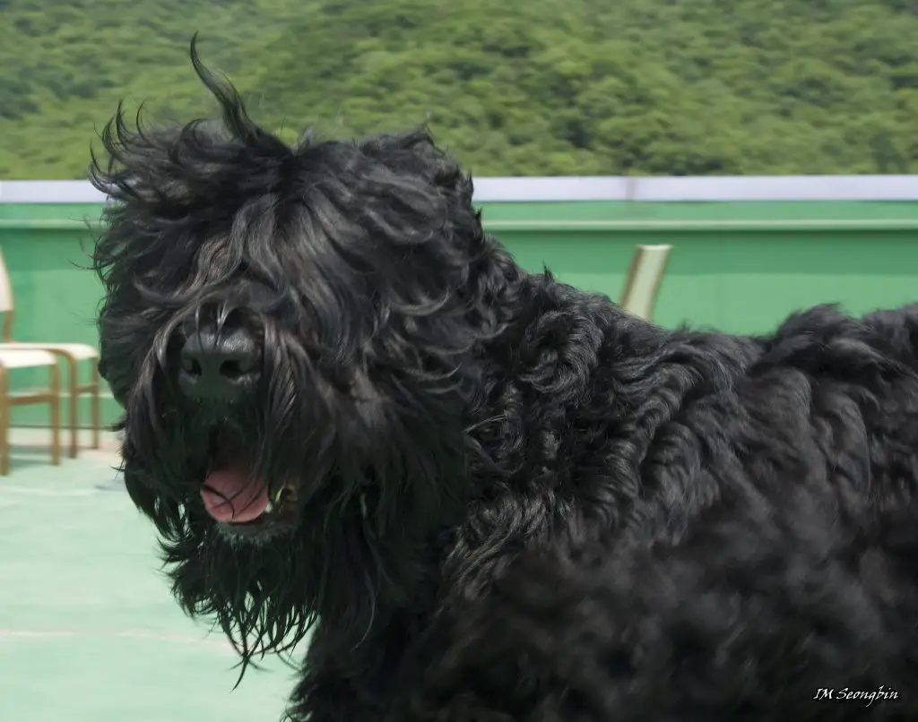 Big dogs with long hair Black Russian Terrier