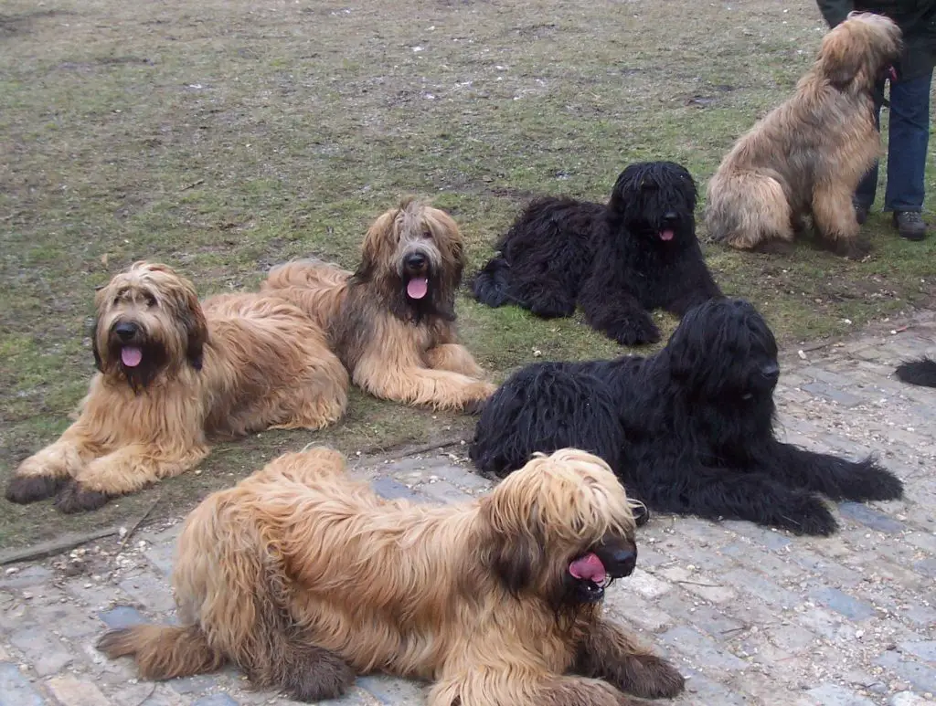 Big dogs with long hair Briard