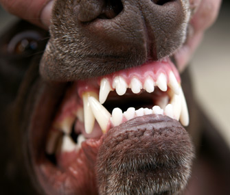 The Best Ways to Clean Tartar Off Dog's Teeth |