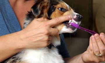 Clean Tartar Off Dog's Teeth with a brush