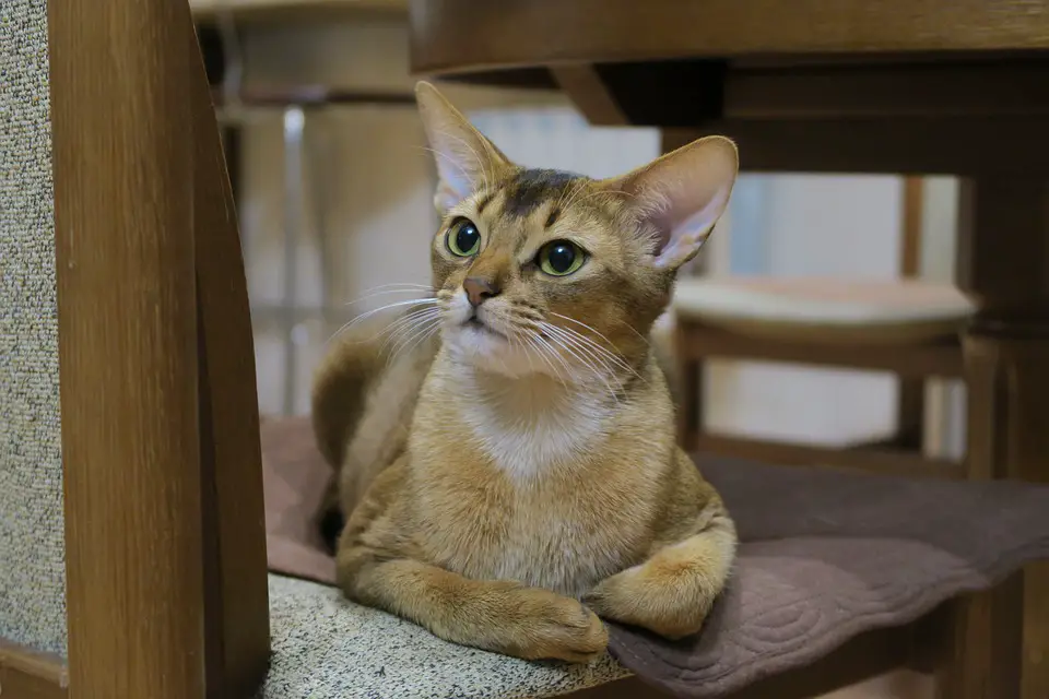 Cutest cat breeds Abyssinian