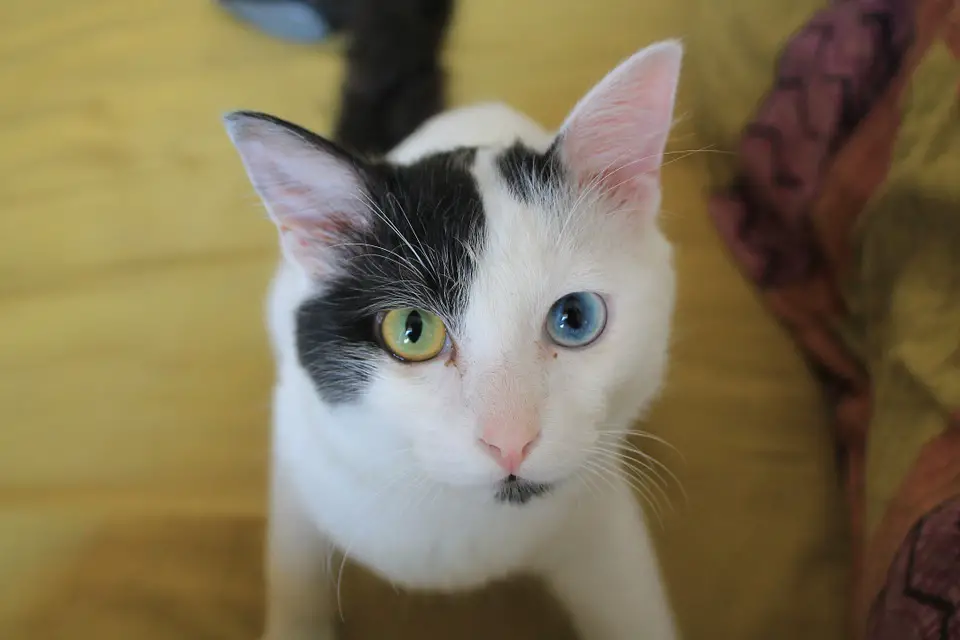 Different cat breeds Heterochromia