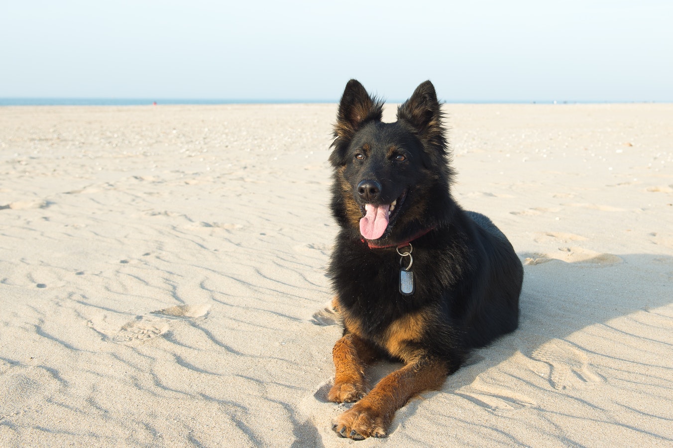 What Do You Do with Your Dog When You Go on Vacation? |
