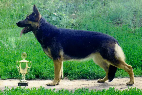 dogs like german shepherd
