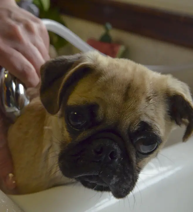 How To Bathe A Dog - The Easy, Non-Splashy Way |