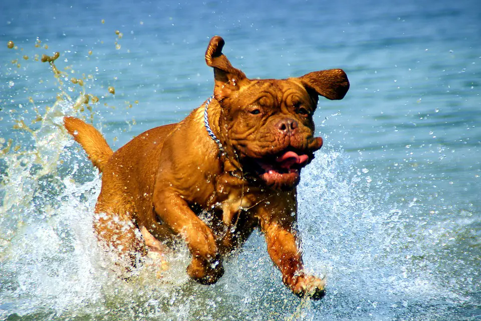 How to bathe your dog sea