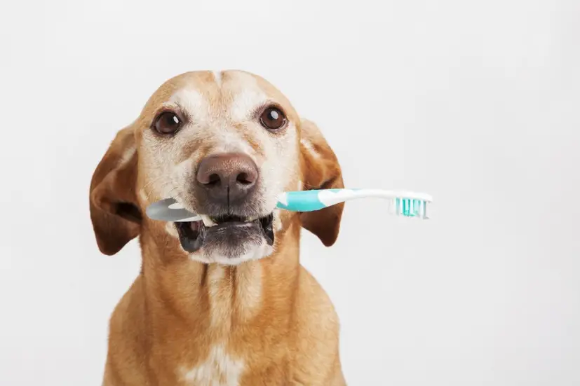 How to clean dog teeth