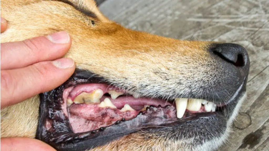 How to Clean Dog Teeth in Easy, Simple-to-Follow Steps |