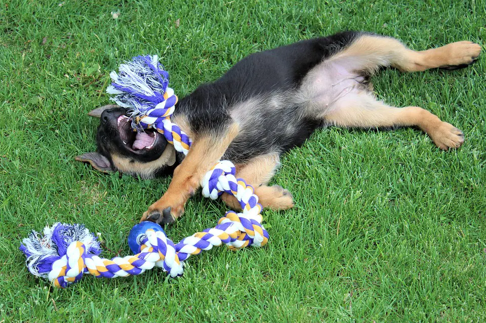 How to  potty train a German shepard puppy play time 2