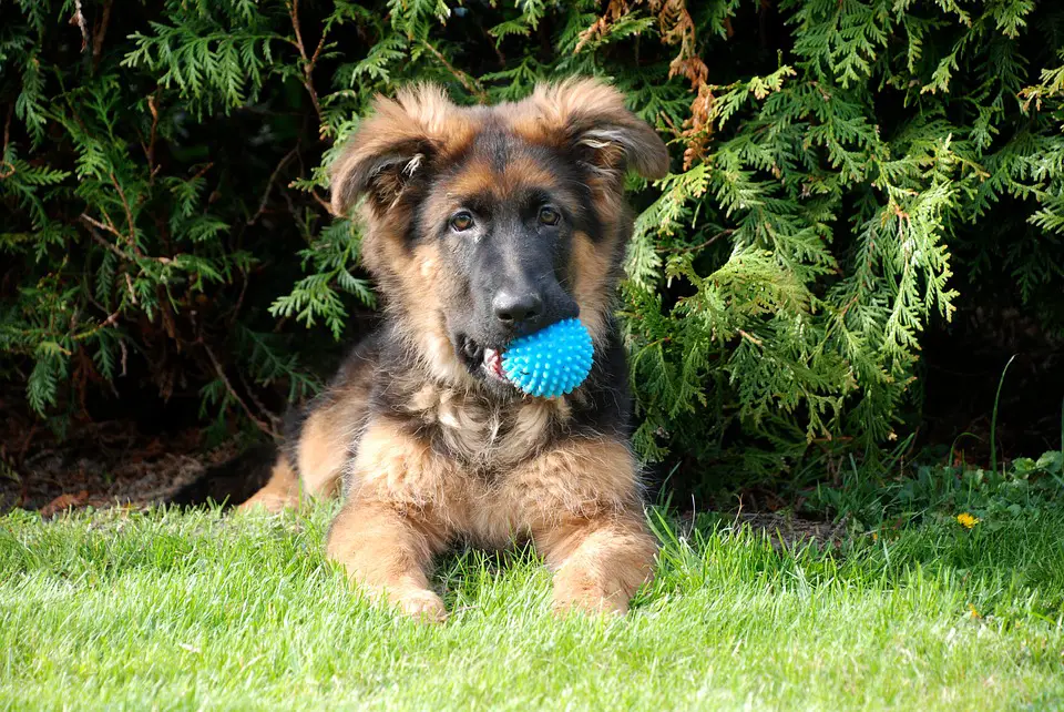 How to train your german shepard puppy play time