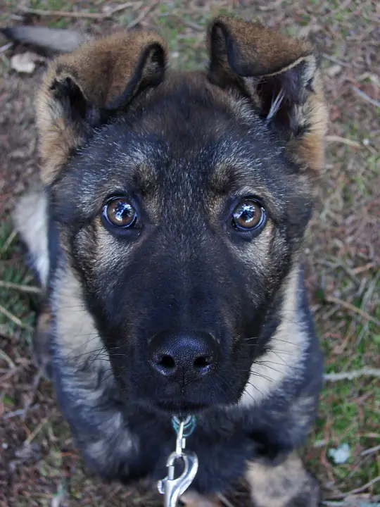 How to train your german shepard puppy puppy eyes