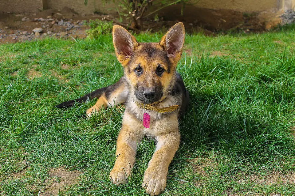 How to train your german shepard puppy