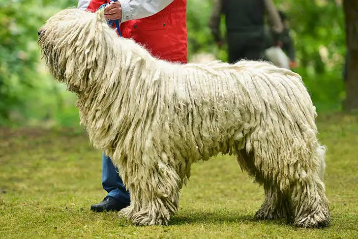 15 Big Dogs with Long Hair that Will Take Your Breath Away |
