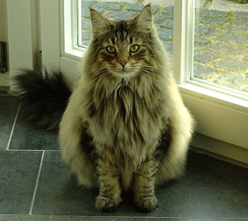 Long haired cat breeds Norwegian forest cat