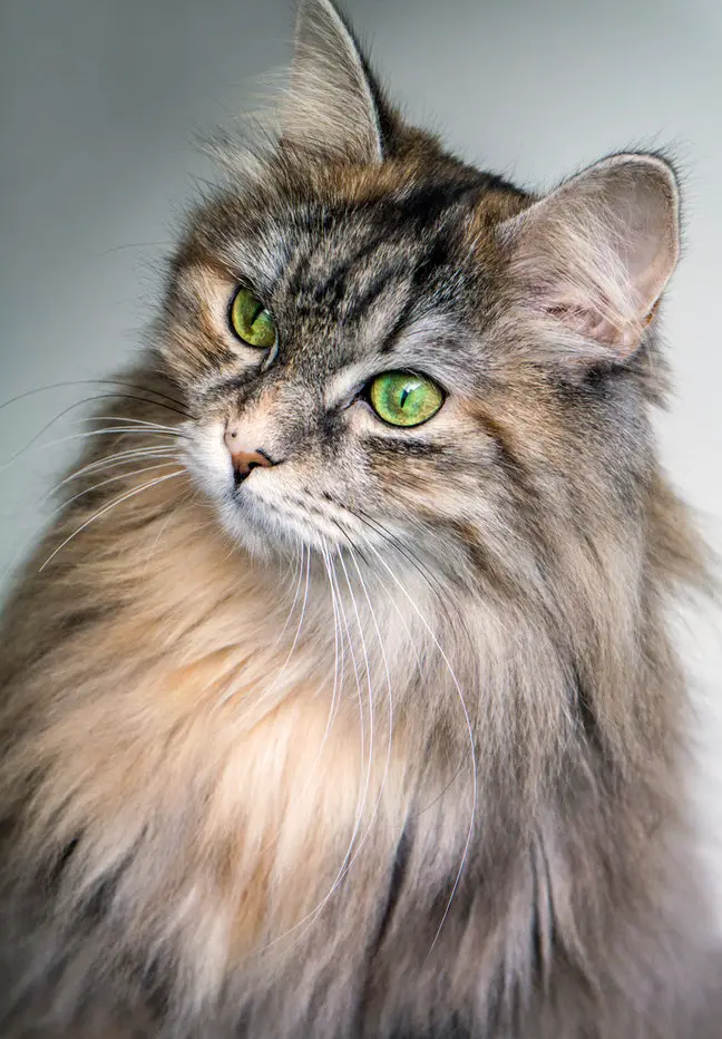 Largest domestic cat breeds Siberian cat 2