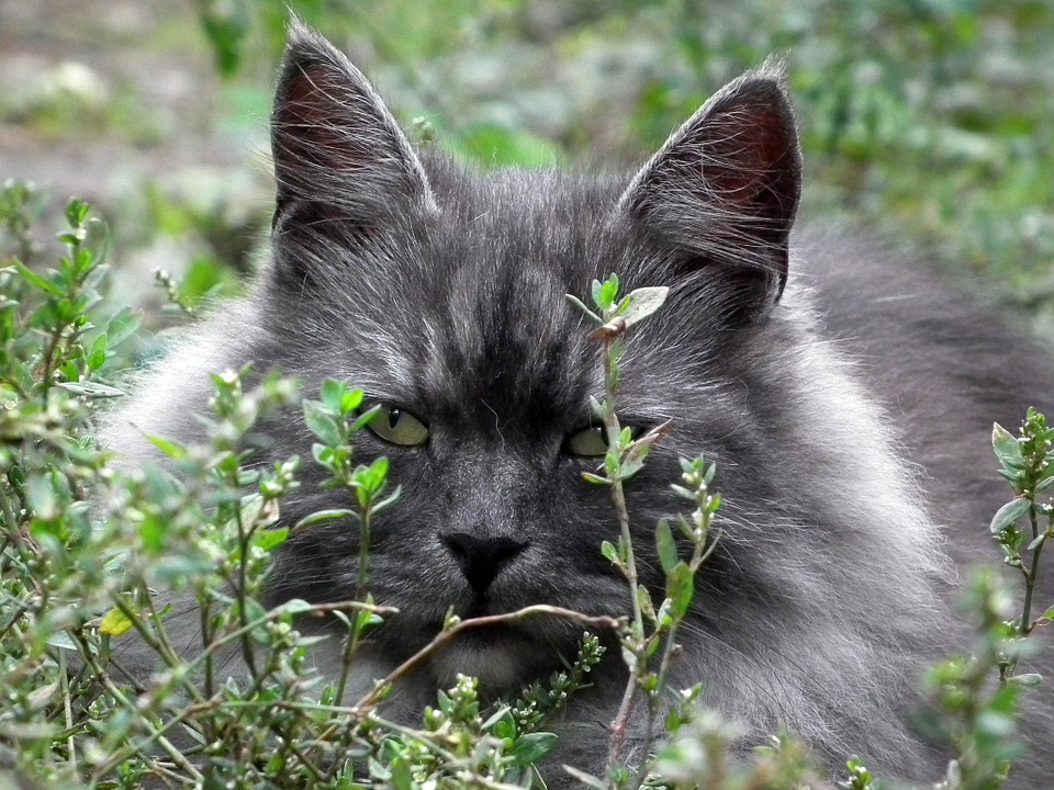 Most common cat breeds Siberian cat