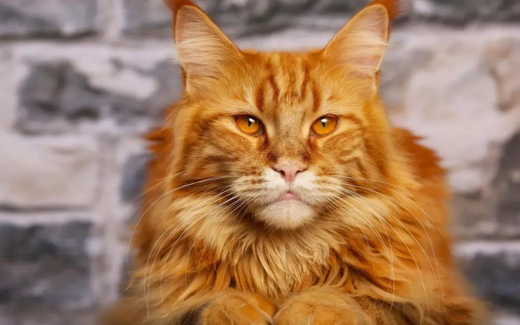 Most Popular Orange Cat Breeds ( 9 Orange Cats )