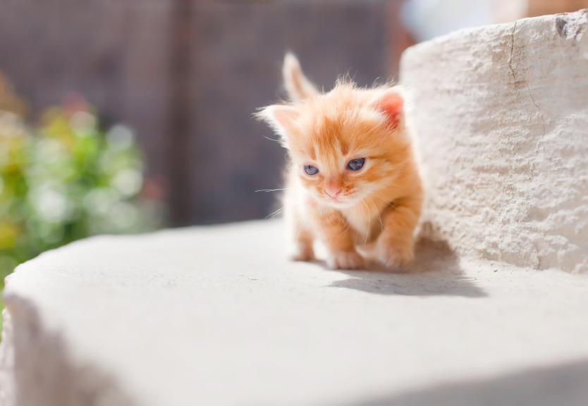 small ginger cat