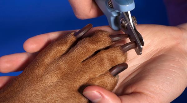 how to clip dog nails