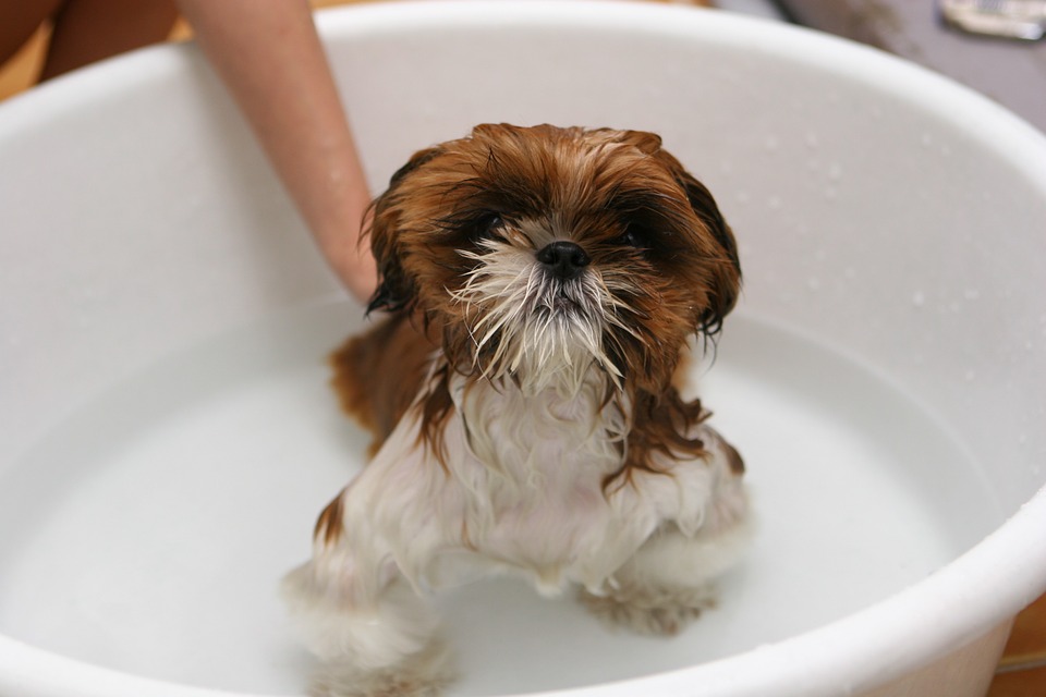 How to bathe a dog small dog washing