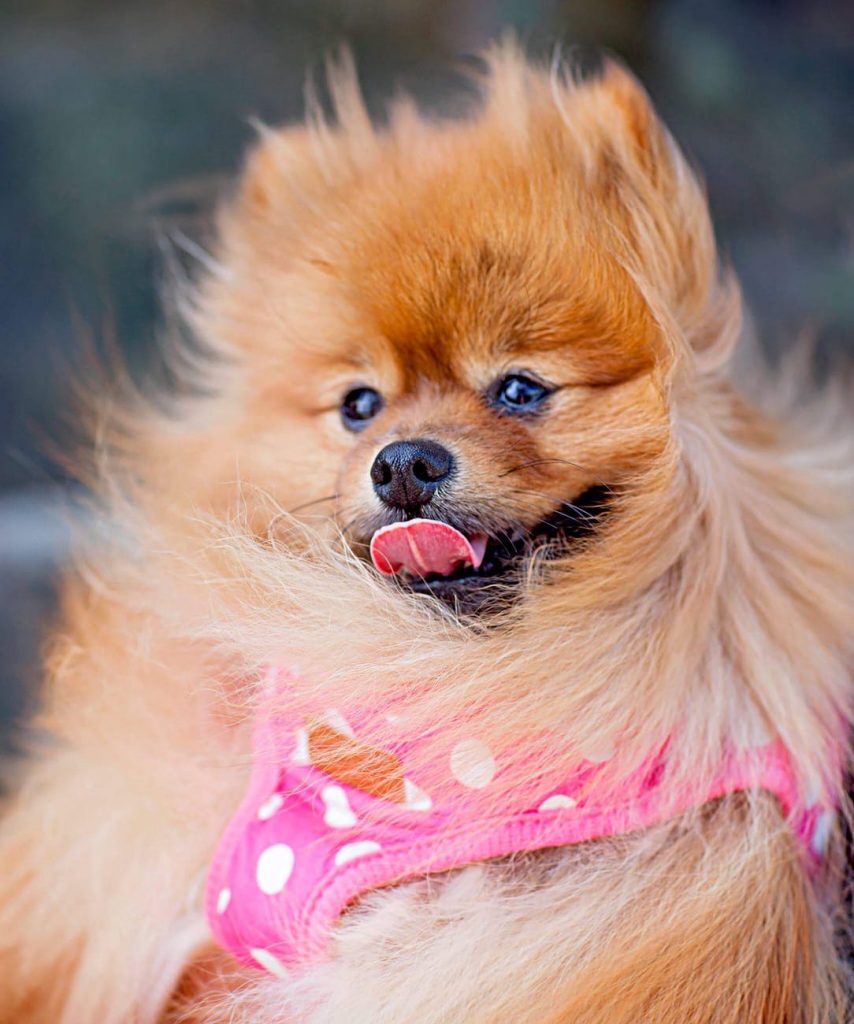 Dog hair brushes Pomeranian 