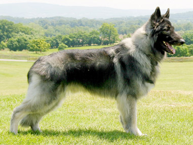 dogs that look like german shepherds