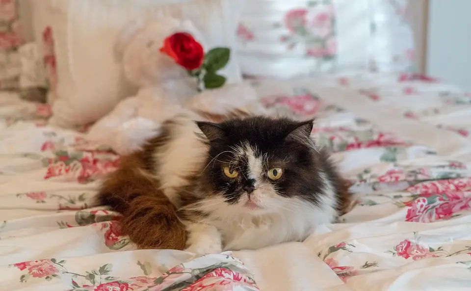 Small Cat breeds senior Persian