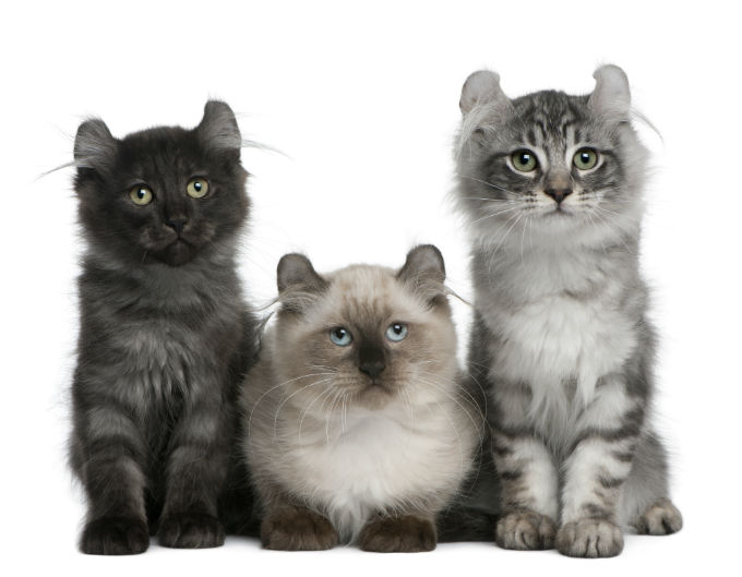 Small Cat breeds American Curl