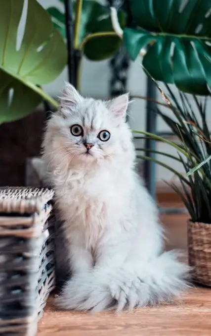 Most popular cat breeds Persian cat