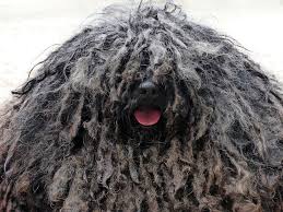Big dogs with long hair  Bergamasco