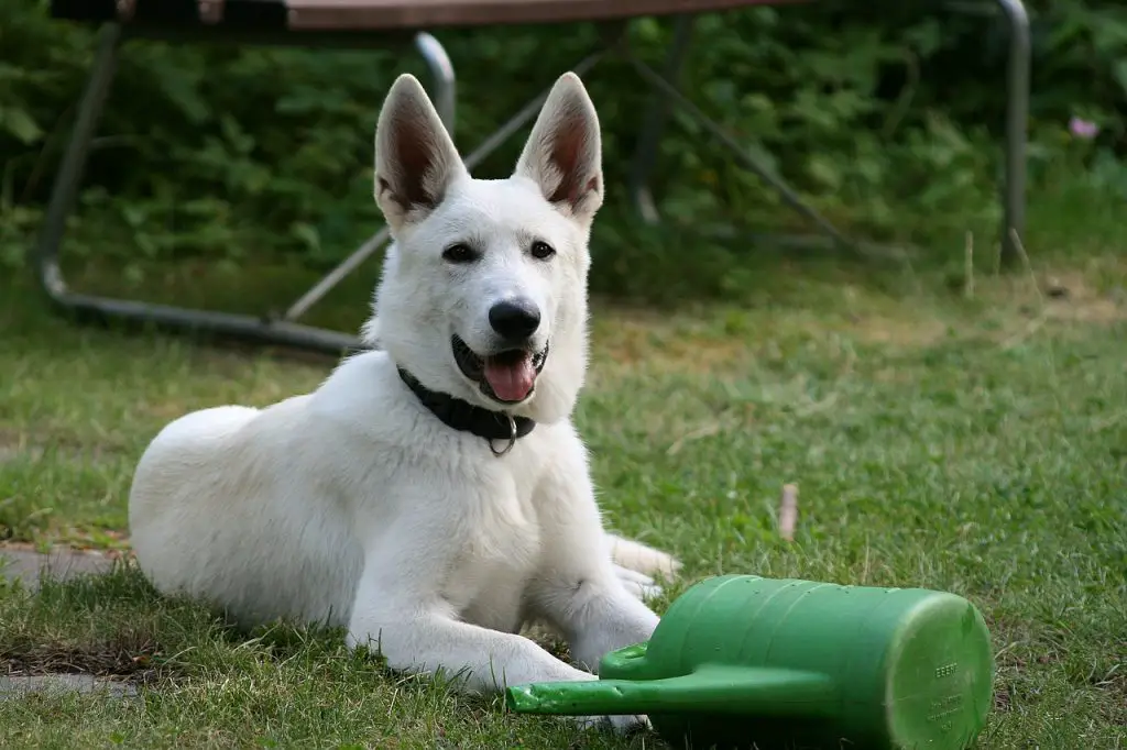 Top 7 Dogs Like German Shepherd | Glamorous Dogs