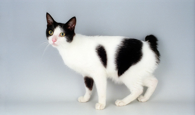Grey and white cat breeds Japanese bobtail 2