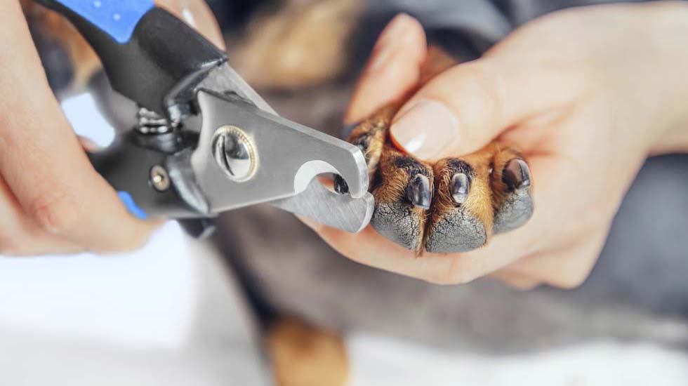 How to clip dogs nails