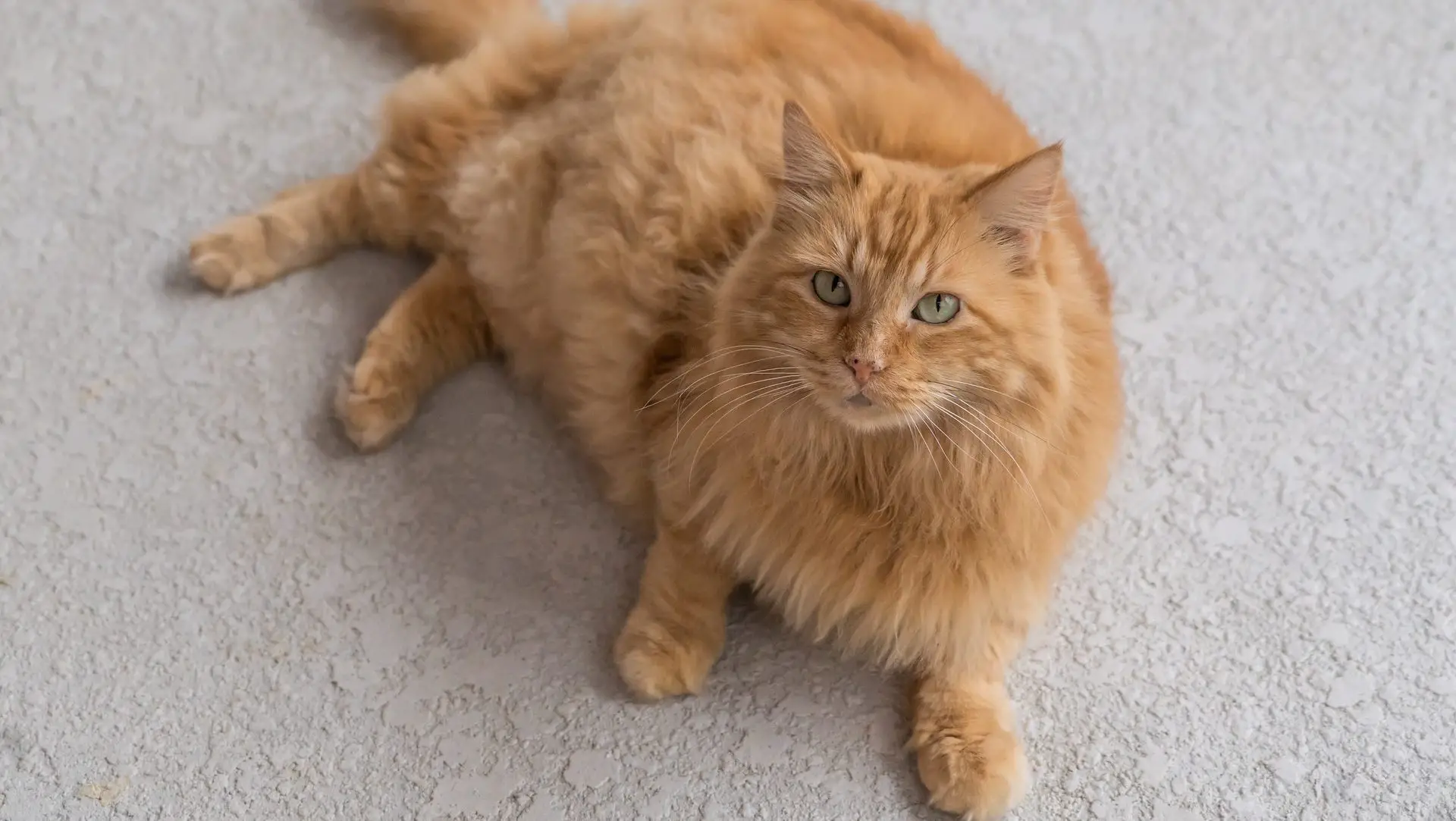 Most Popular Orange Cat Breeds 9 Orange Cats