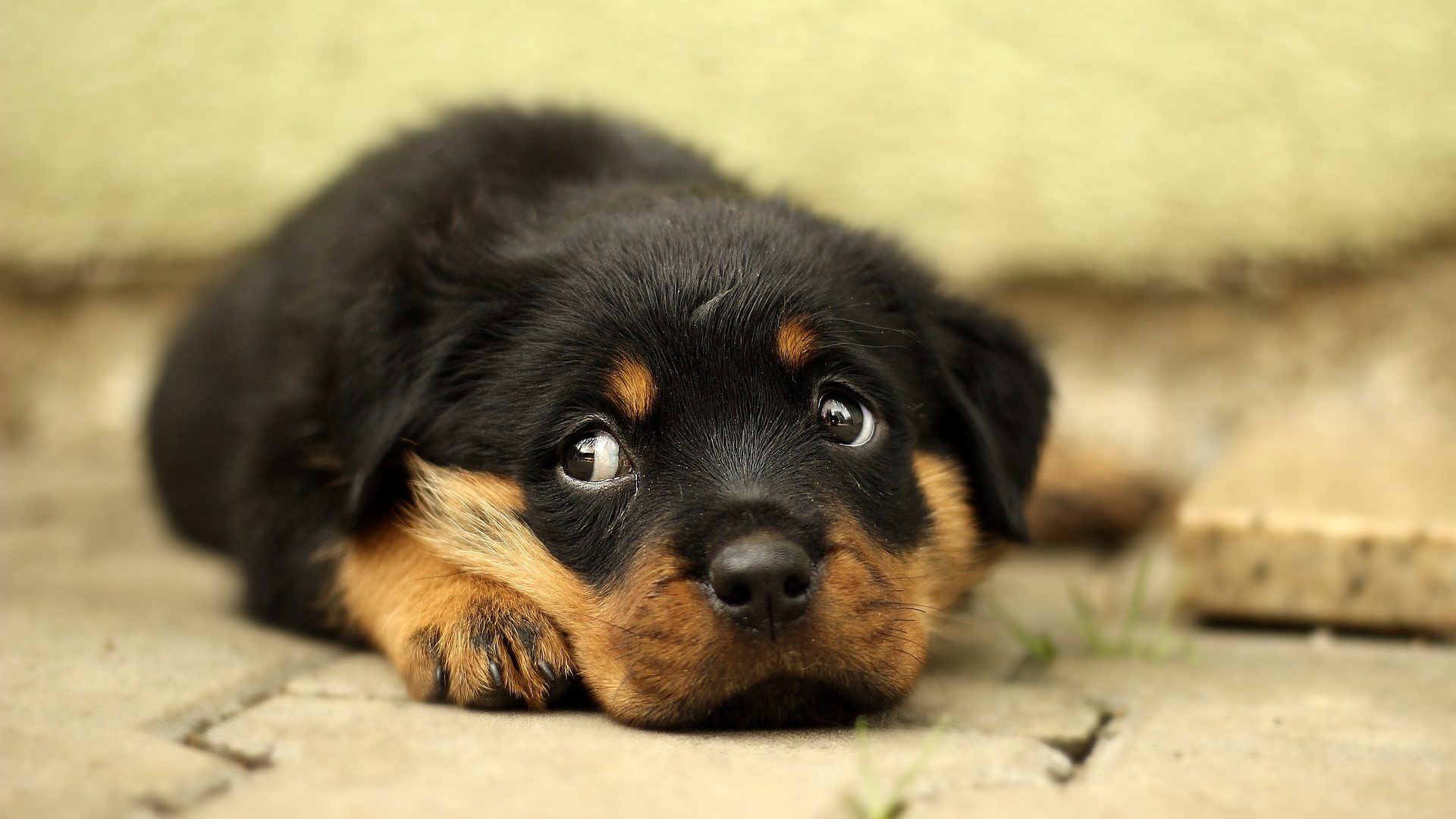 Dog Separation Anxiety, Find Out How Serious It Is! |