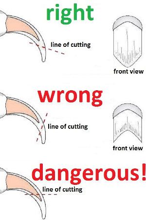  Dog grooming tips nail clipper instructions
