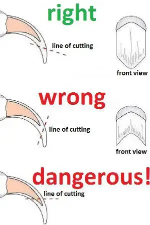 How To Clip Dog Nails: The Safe And Correct Way | Glamorous Dogs