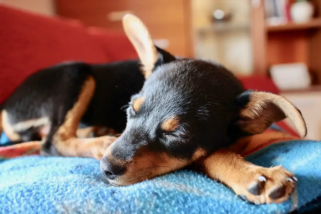 Dog Barking in Sleep: Signs, Reasons, and How to Minimize It |