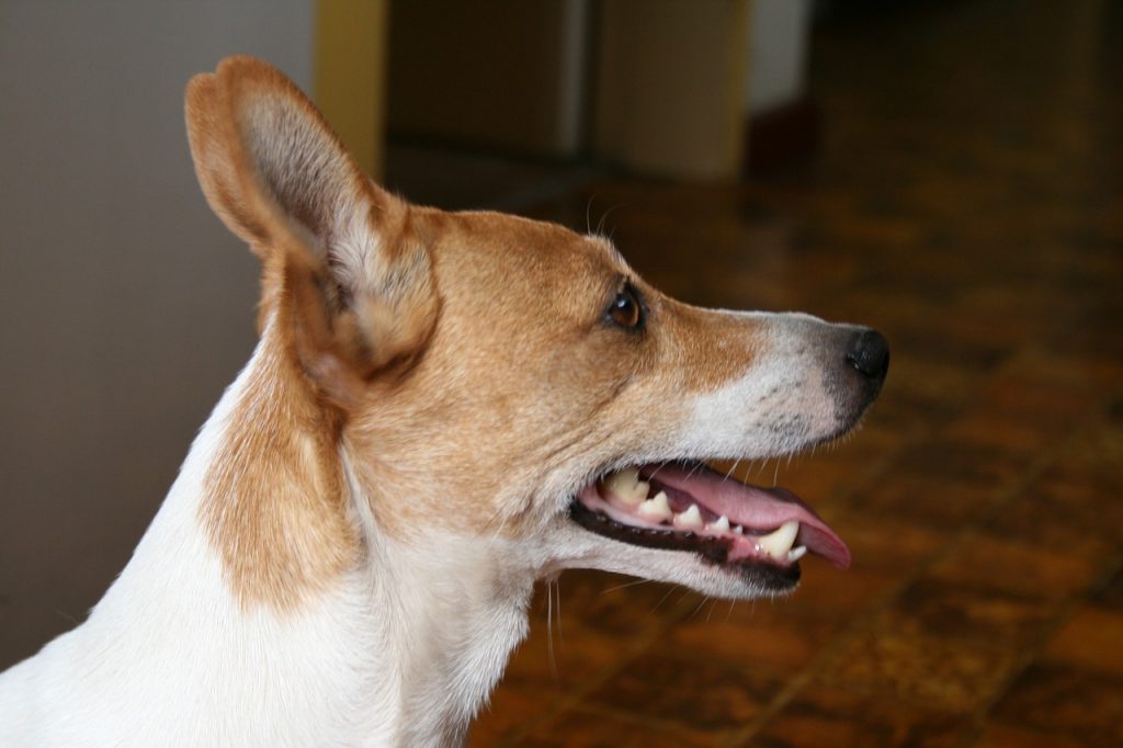 Top 5 Steps on How Often to Brush Dogs Teeth that are Scared |