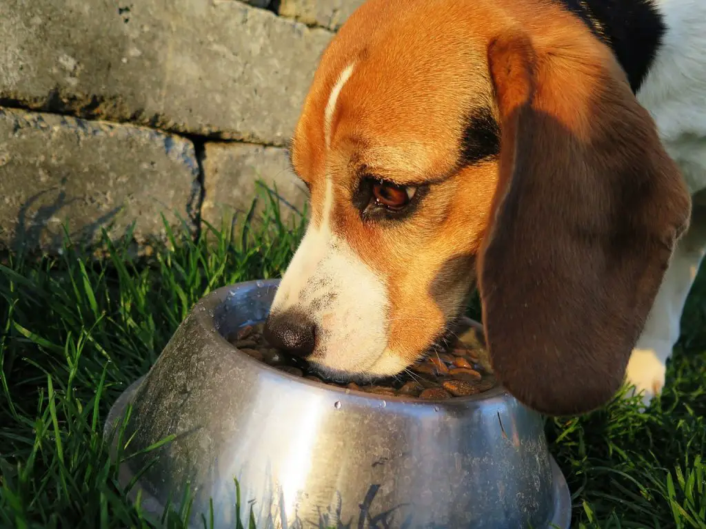 Raw Food for Dogs: A Guide on how to start |