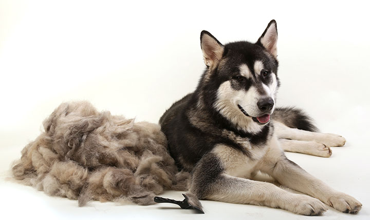 Dogs losing hair husky 