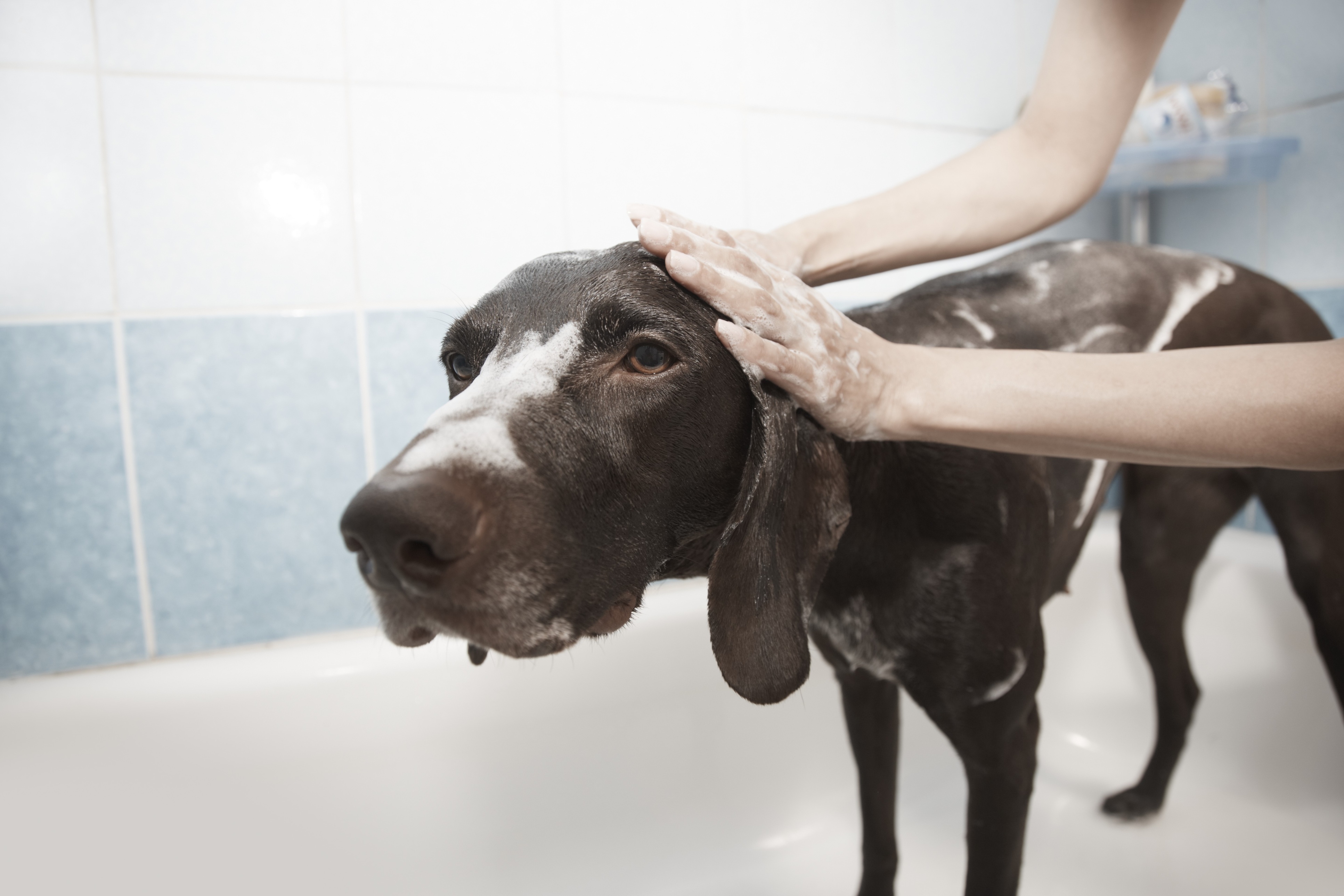 How to Groom a Dog from A to Z? |