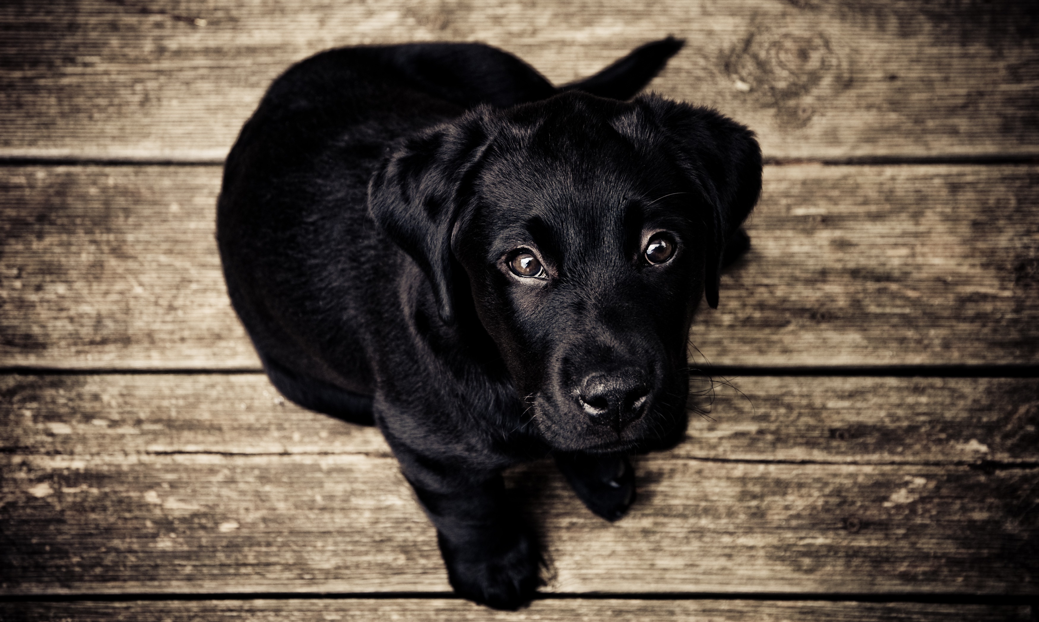 How to Trim Black Dog Nails Step by Step |