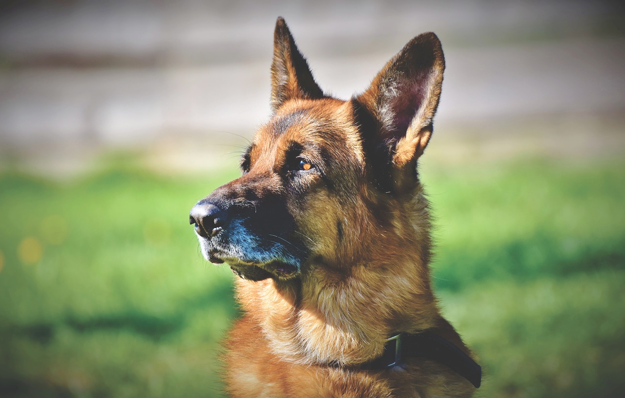 Ear infections in dogs German Shepherd Standing