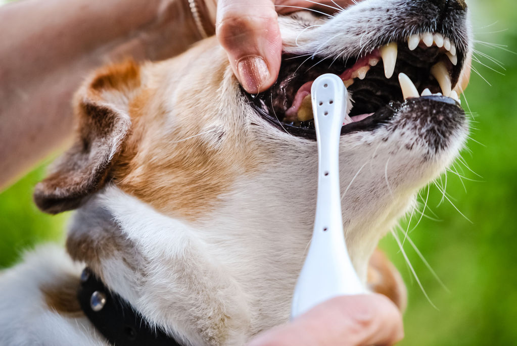 how to brush a dog's teeth
